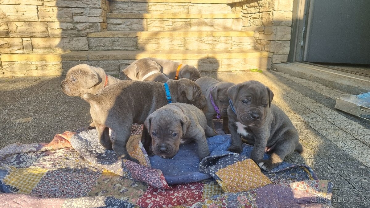 Cane corso šteniatká