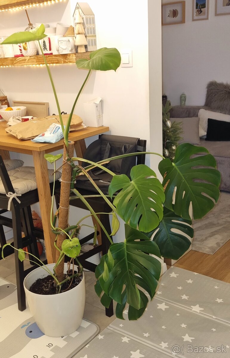 Monstera