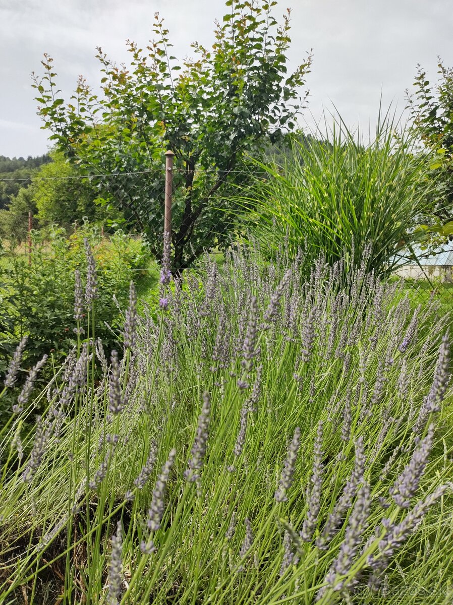 Ozdobné a úžitkové rastliny