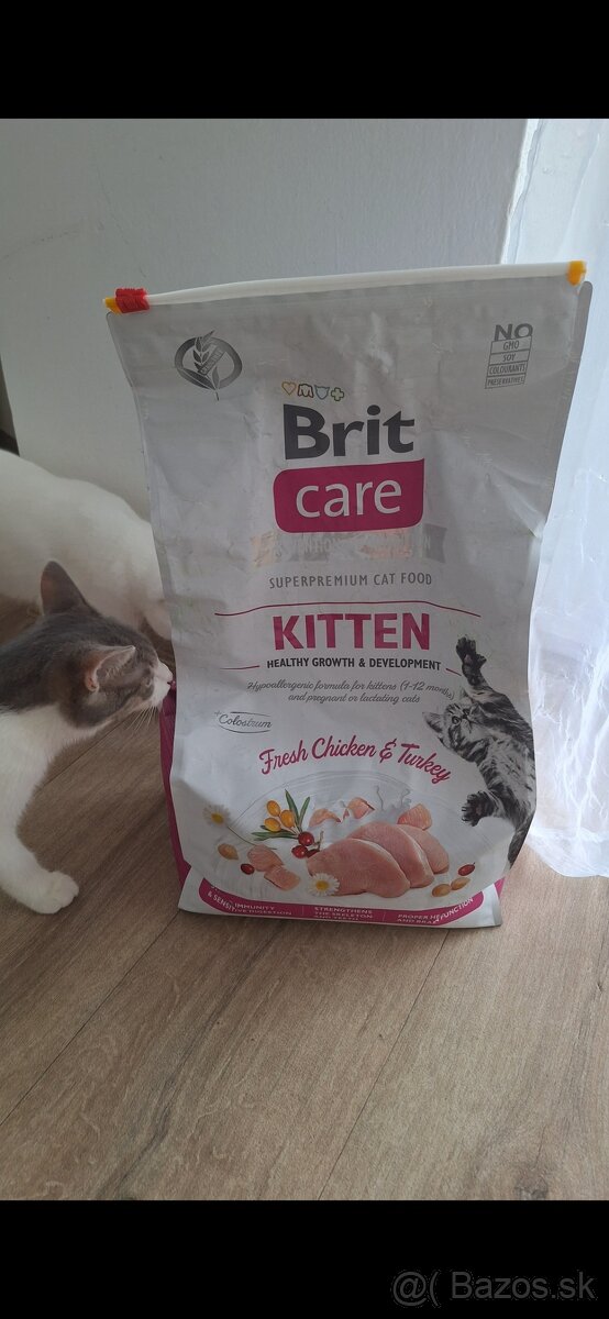 Brit care kitten