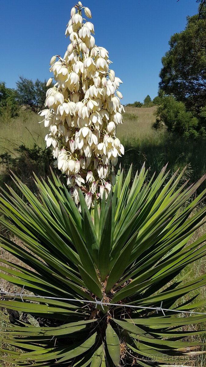 50cm Juka vláknitá (Yucca filamentosa)