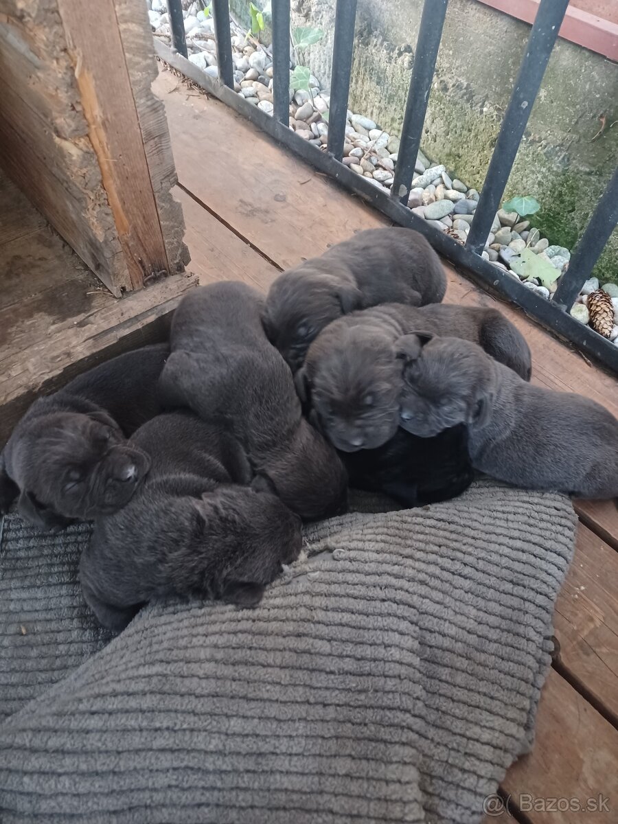 Predám šteniatka Cane Corso + Bandog