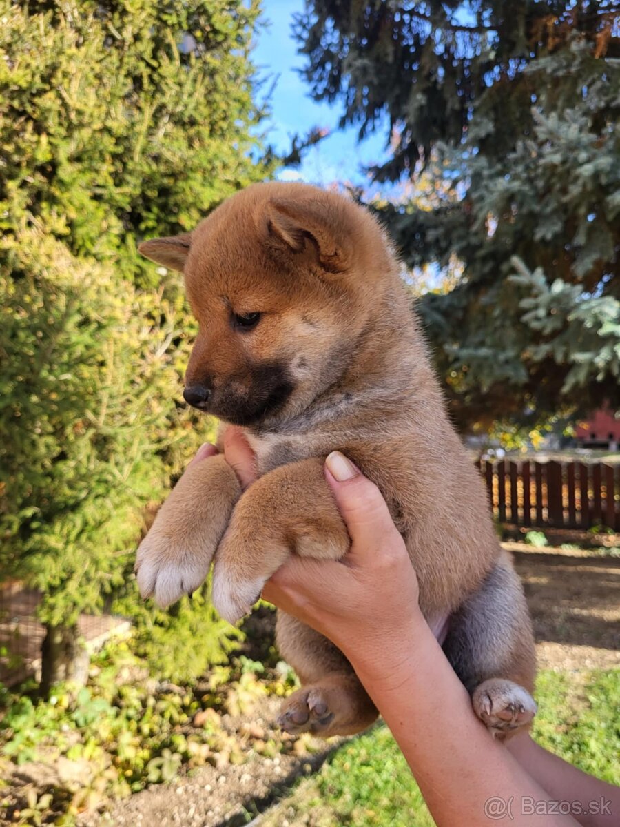 ŠHIBA-INU