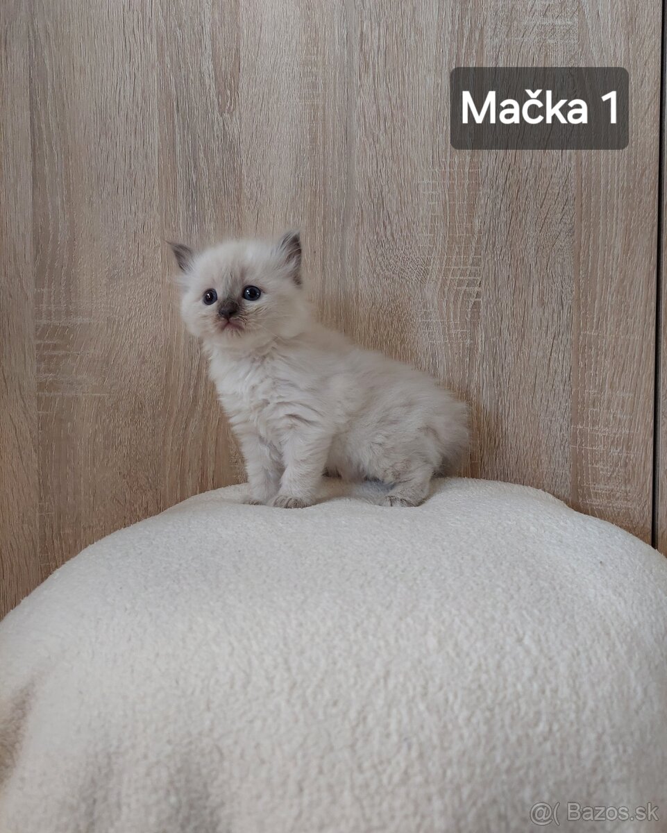 Ragdoll mačiatka