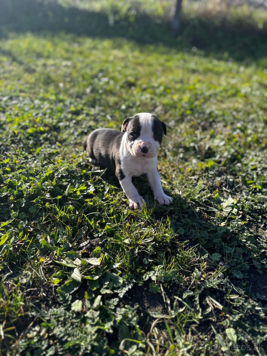 American bully