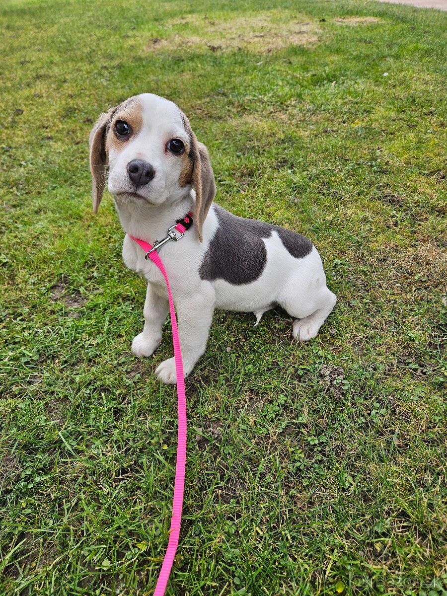 Beagle-Bígel