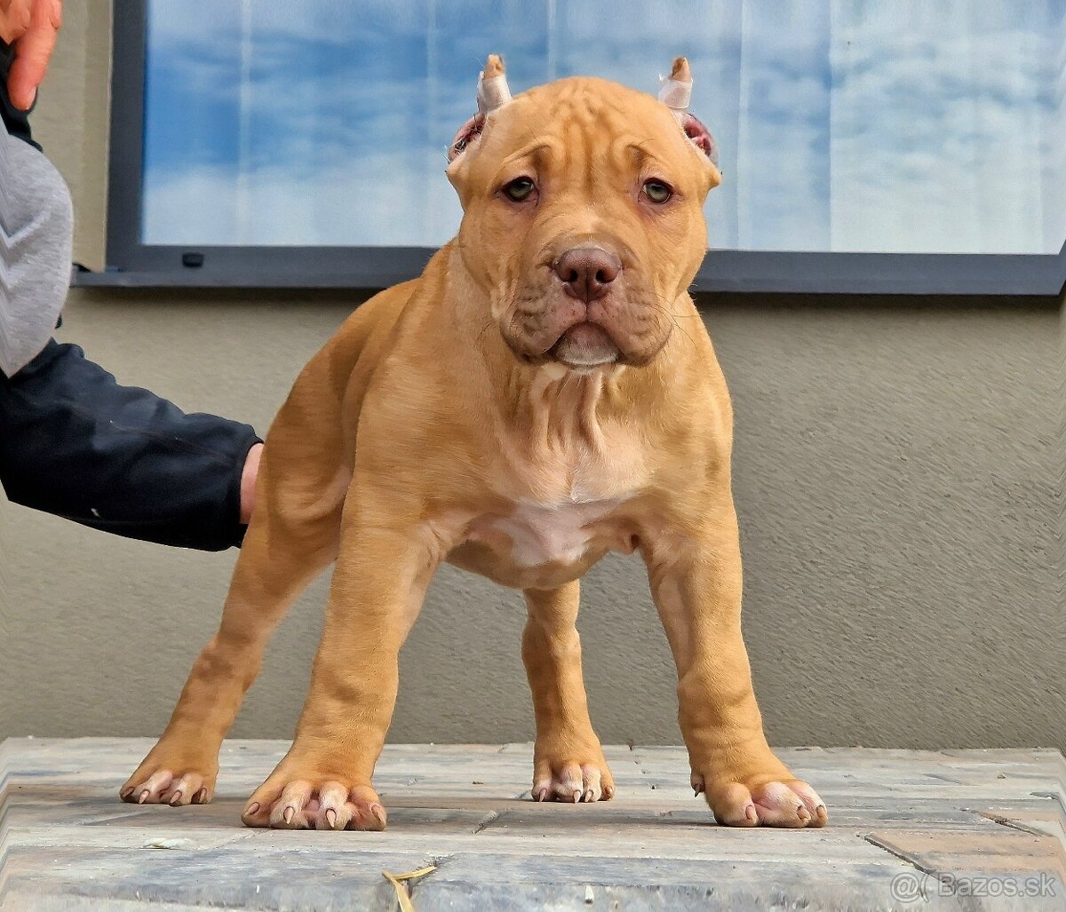 American bully xl