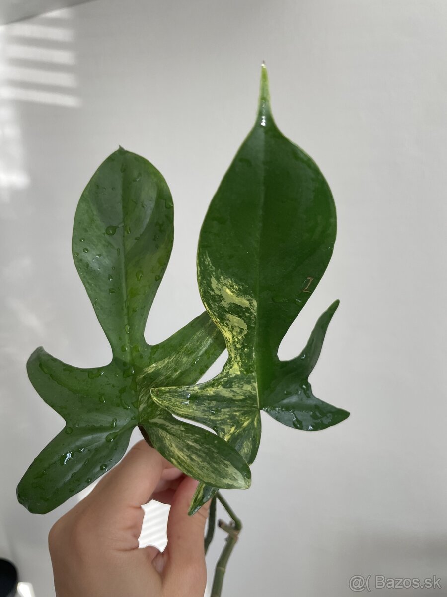 Philodendron florida beauty