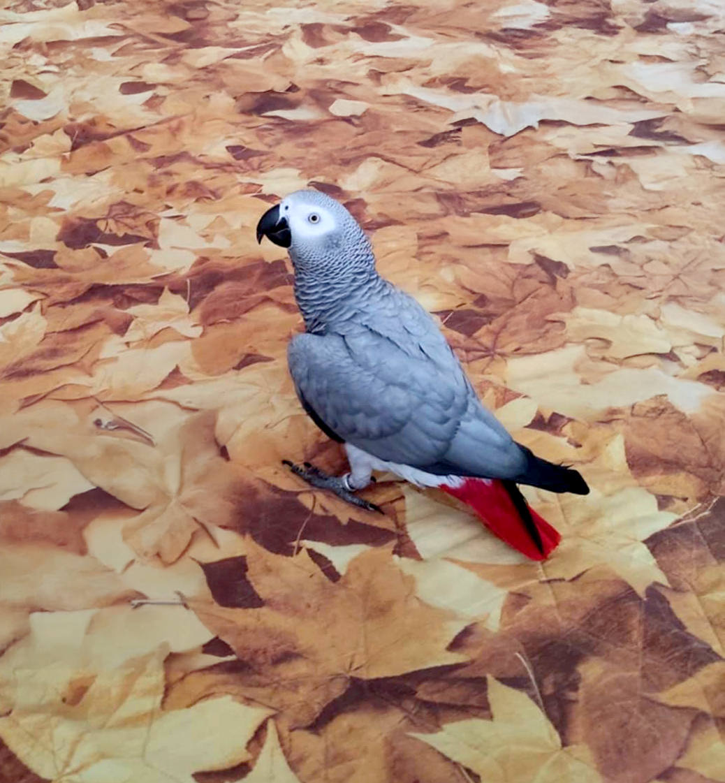 Žako kongo (Psittacus erithacus) – 6 ročná samička na predaj