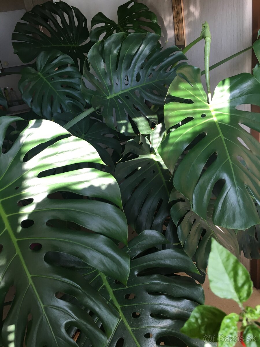 Monstera delicioza