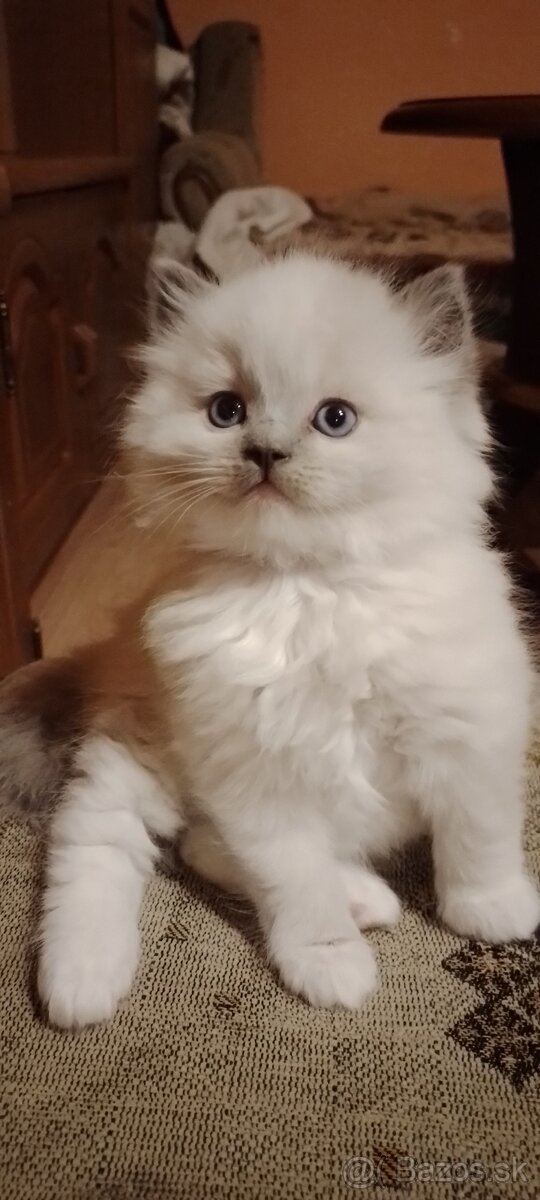 Ragdoll kocurik-blue mitted k odberu