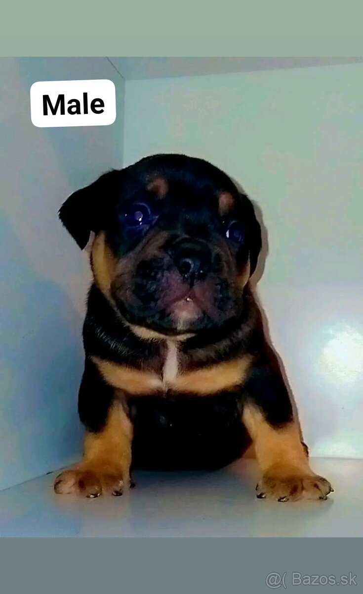 American bully pocket s PP.