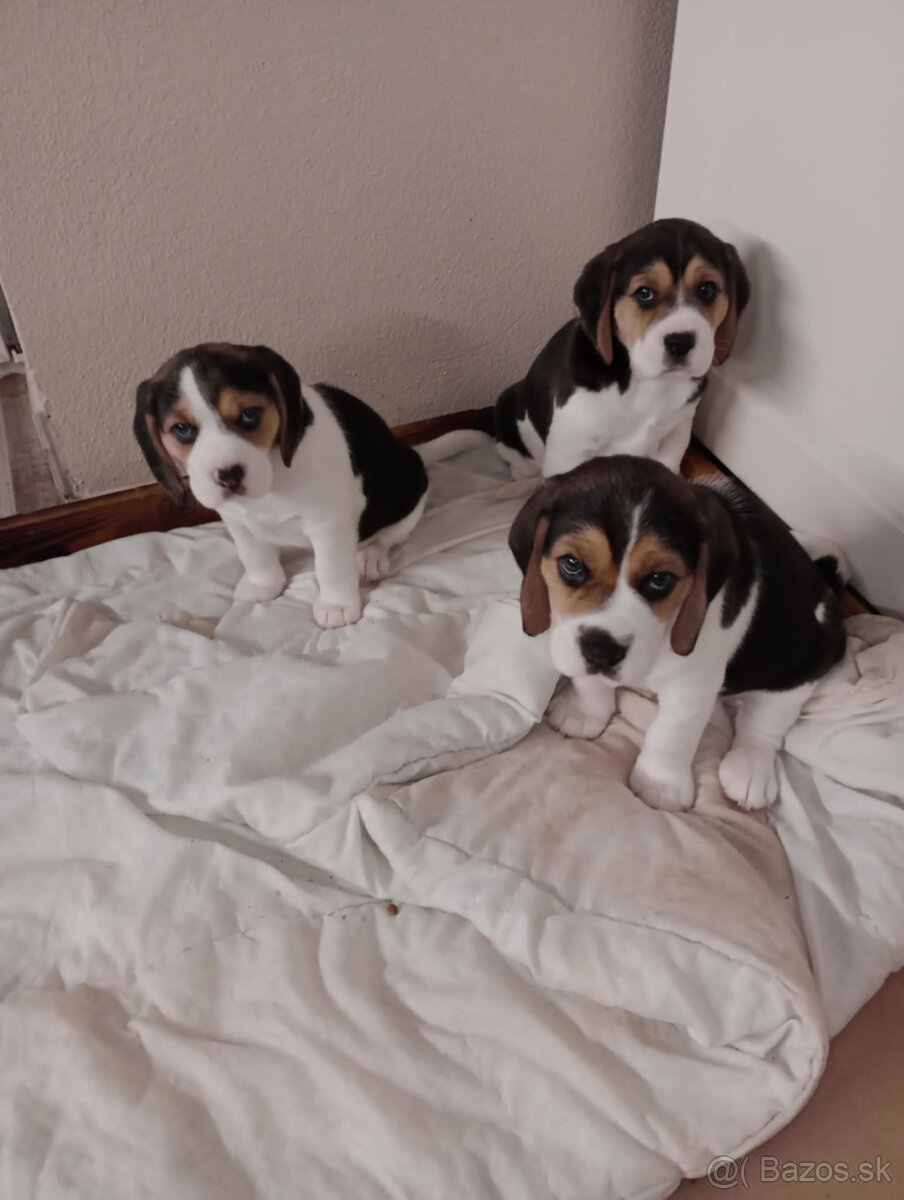 Beagle, bígl, bígel, bigl šteniatka