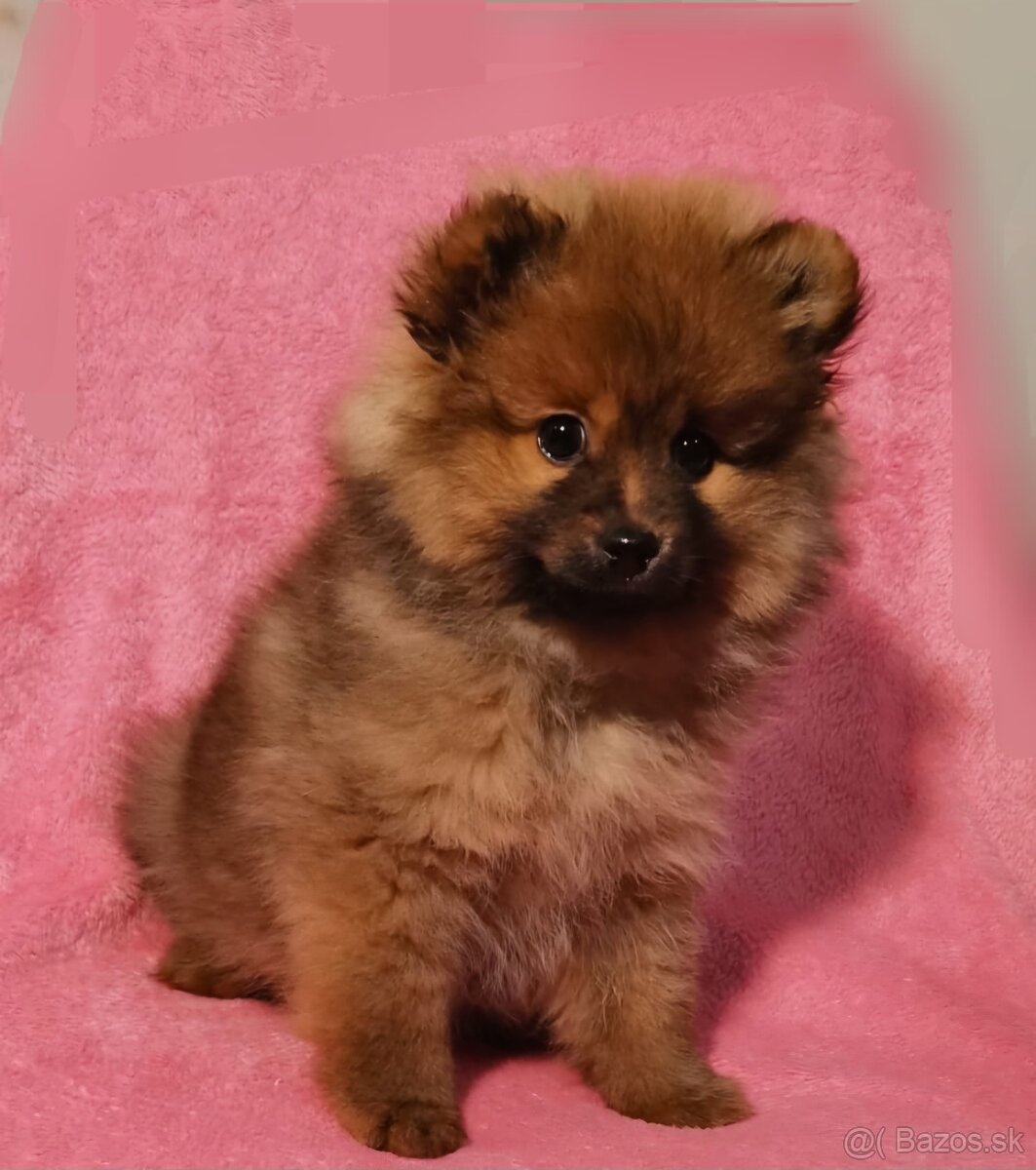 Pomeranian