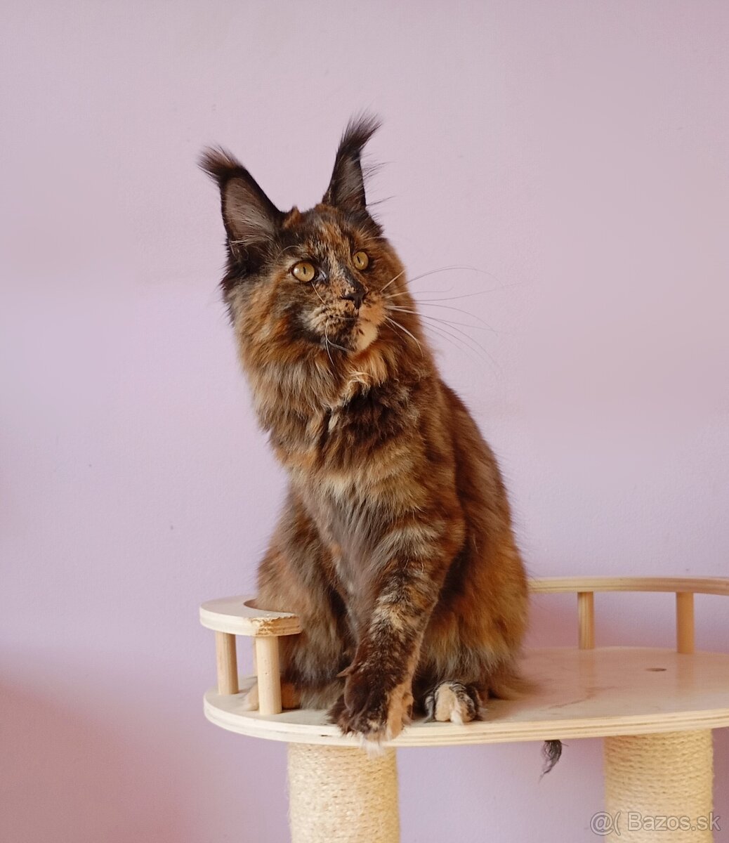 Maine Coon s PP