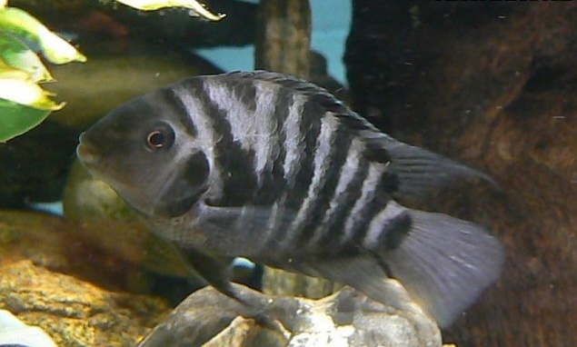 cichlazoma zebrovitá