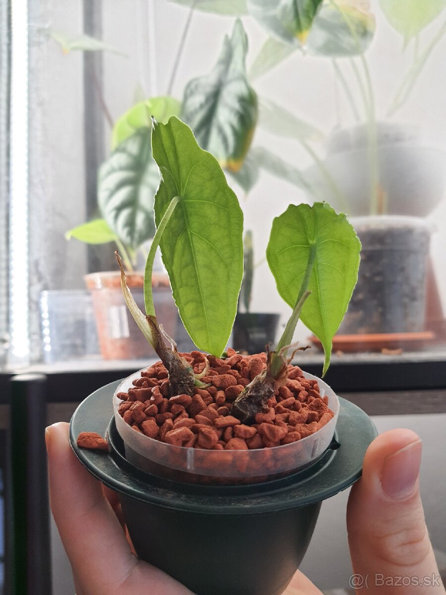 Alocasia Heterophylla dragon's breath hľuzky