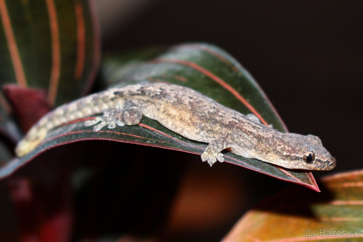 Lepidodactylus Lugubris \ Gekon panenský