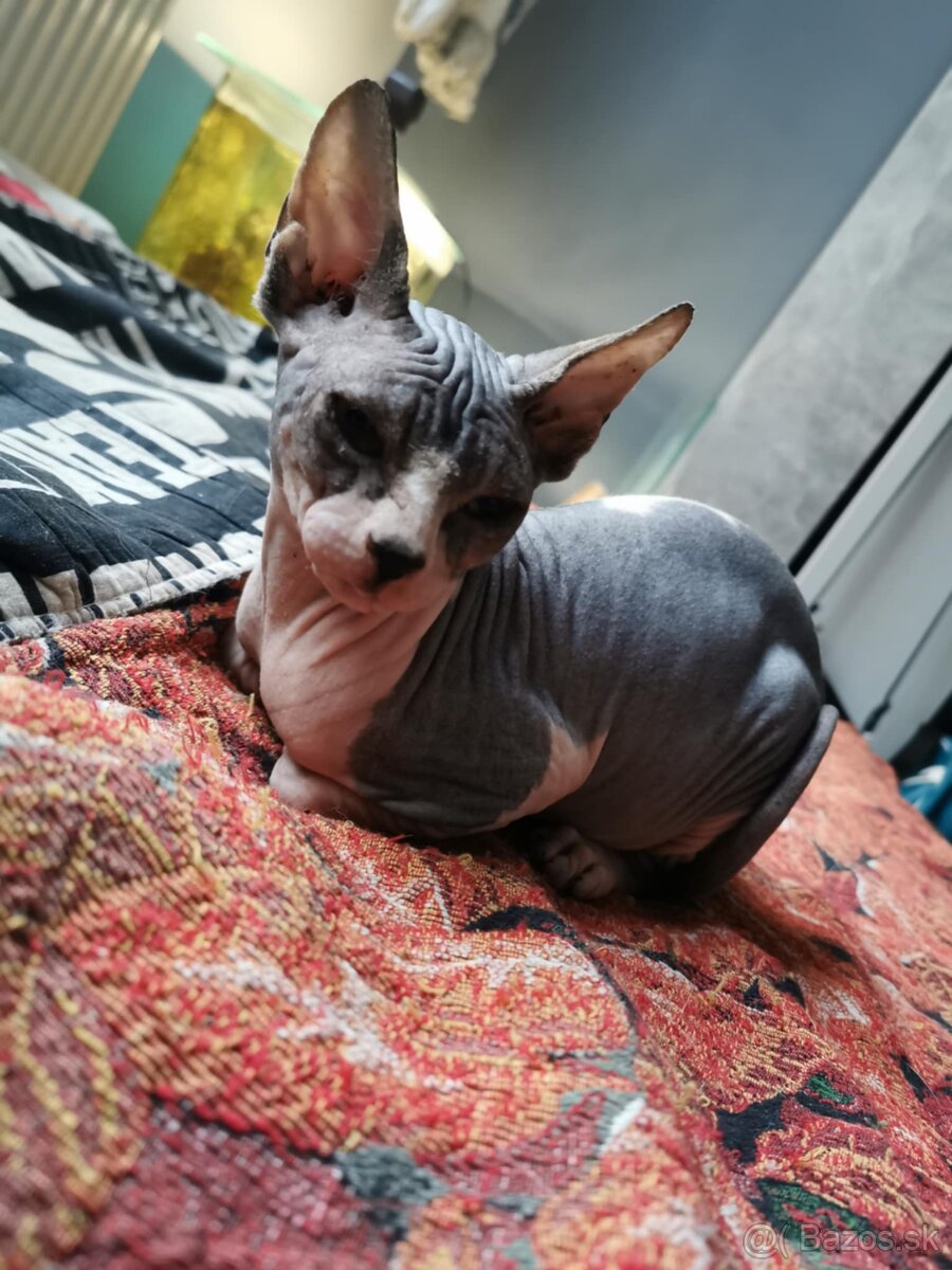 Sphynx kocúrik