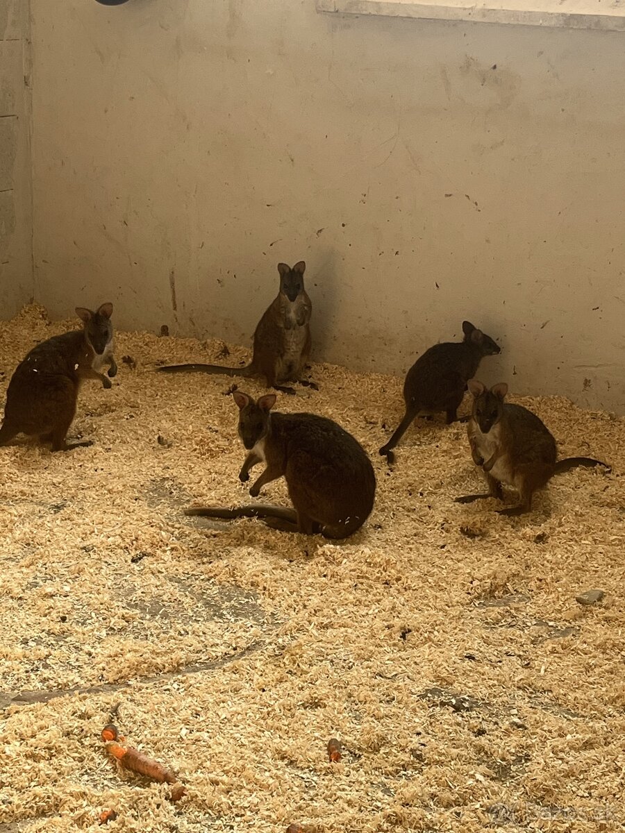 PARMA WALLABY kengura(klokan)