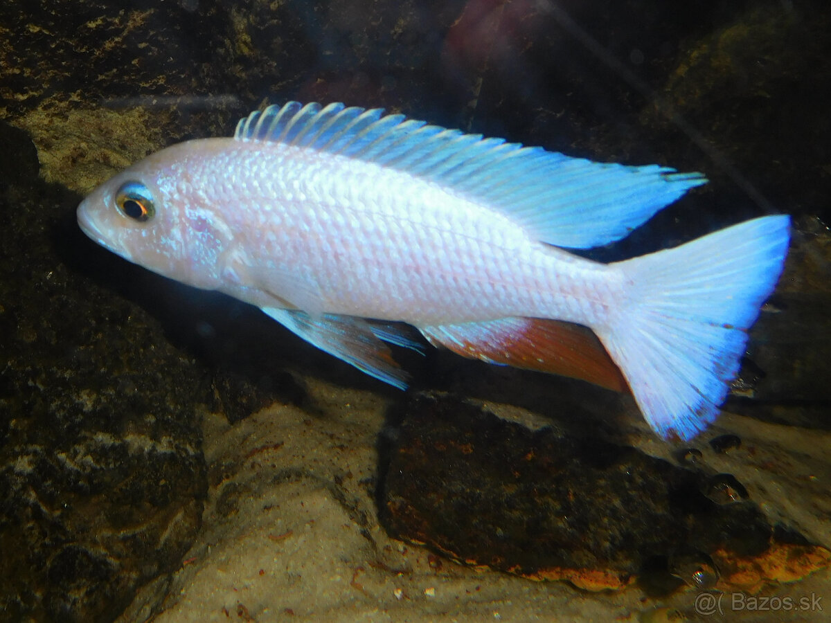 SCIAENOCHROMIS FRYERI SNOW WHITE