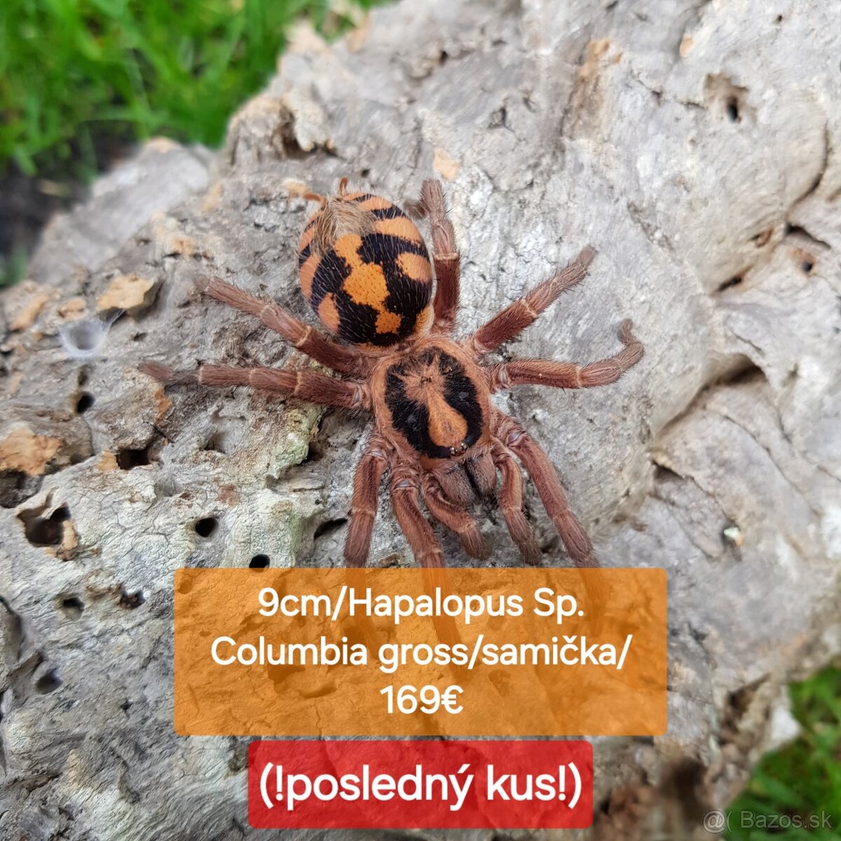 Sklípkani, Tarantule, Pavúky, Vtáčkare