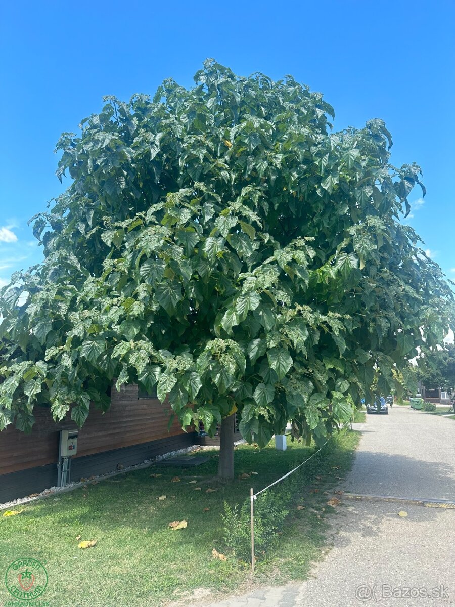 extra zľava-Paulovnia plstnatá (Paulownia tomentosa)