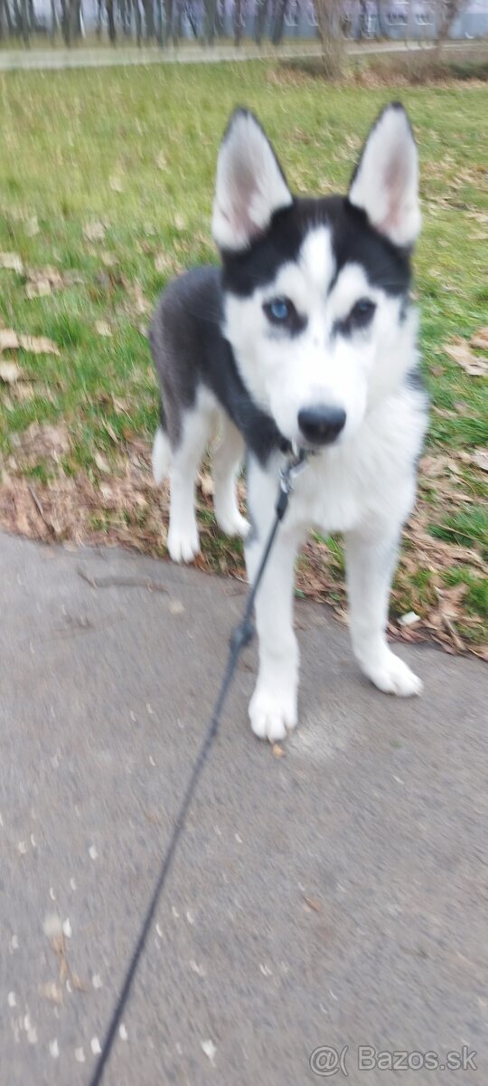 Darujem Šteniatko Sibírsky husky