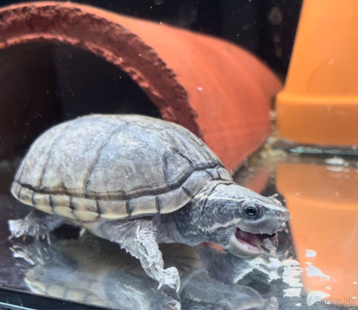 Sternotherus odoratus, Klopavka pyžmová