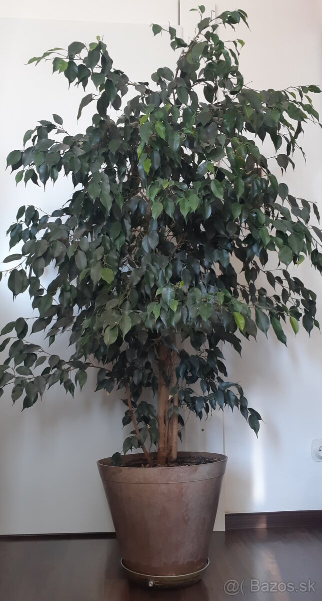 Ficus Benjamina