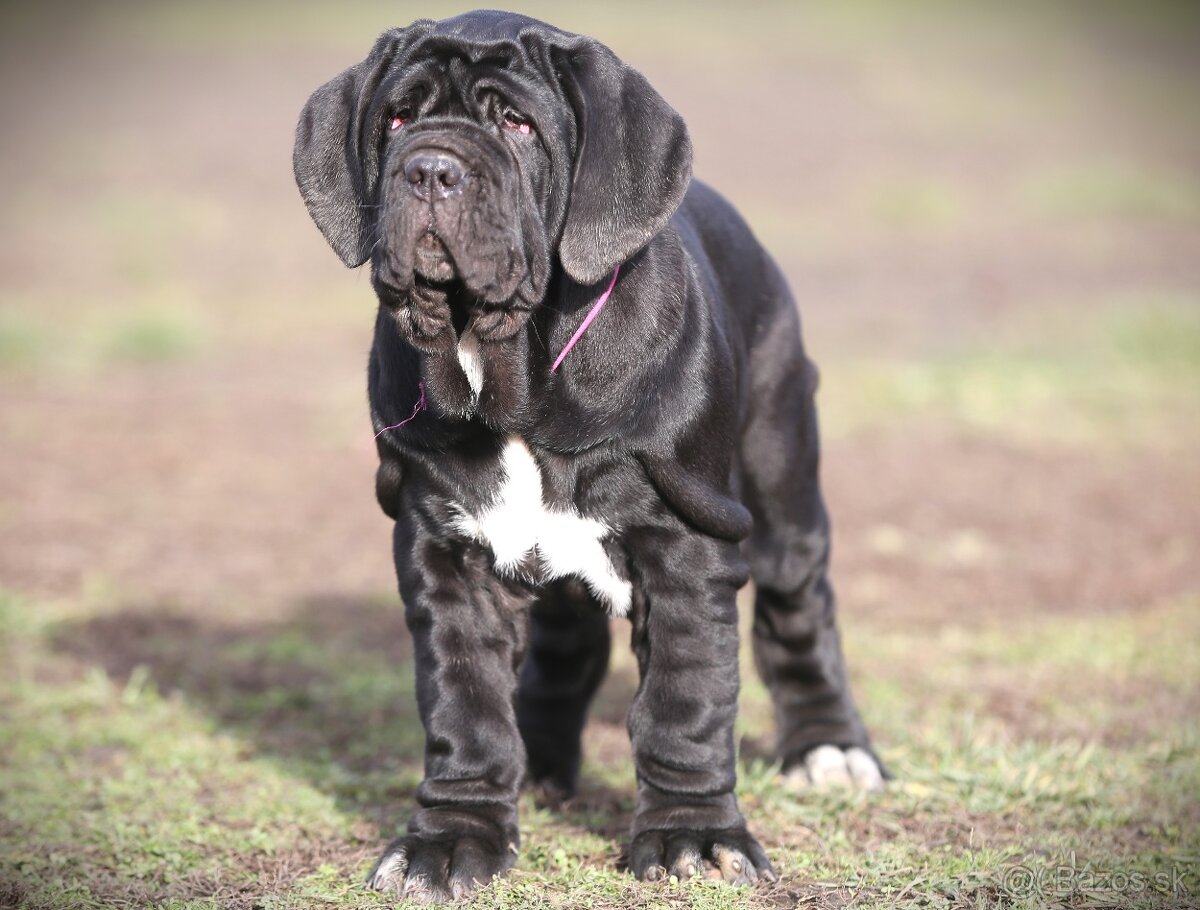 Neapolský mastiff,