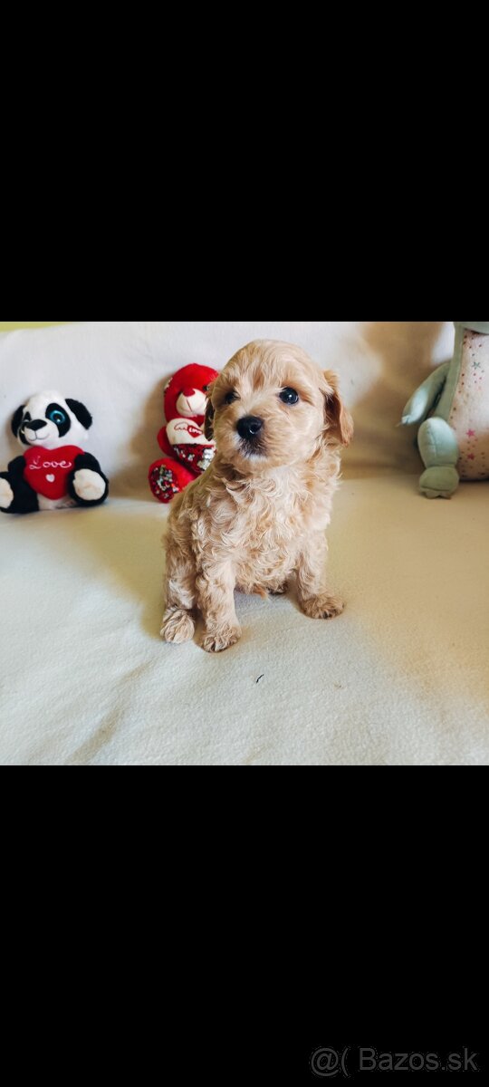 Maltipoo