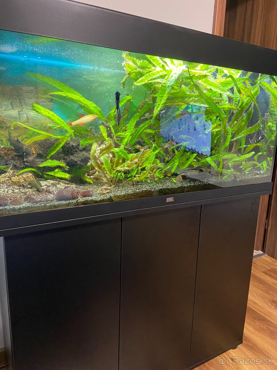 Juwel akvarium 180l