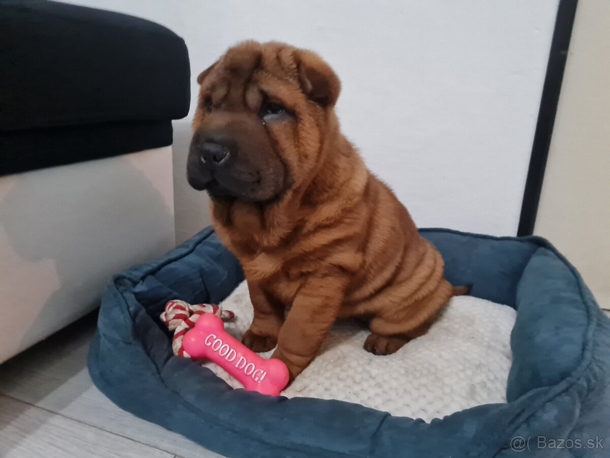 ⭐️SHAR-PEI šteniatko