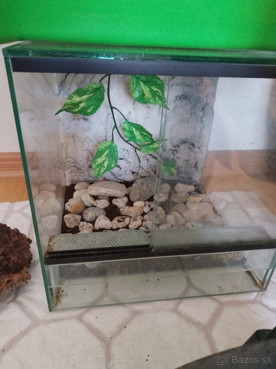 Terarium