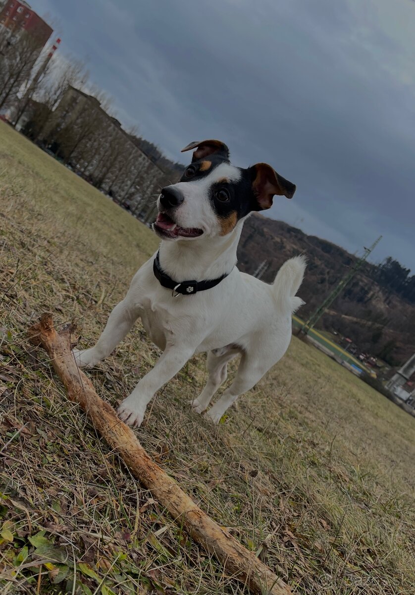 Jack Russel Terierr