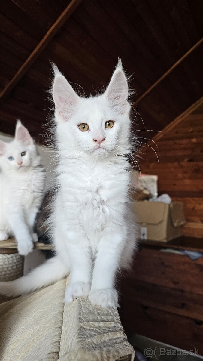 Maine Coon mačiatka biele s rodokmeňom