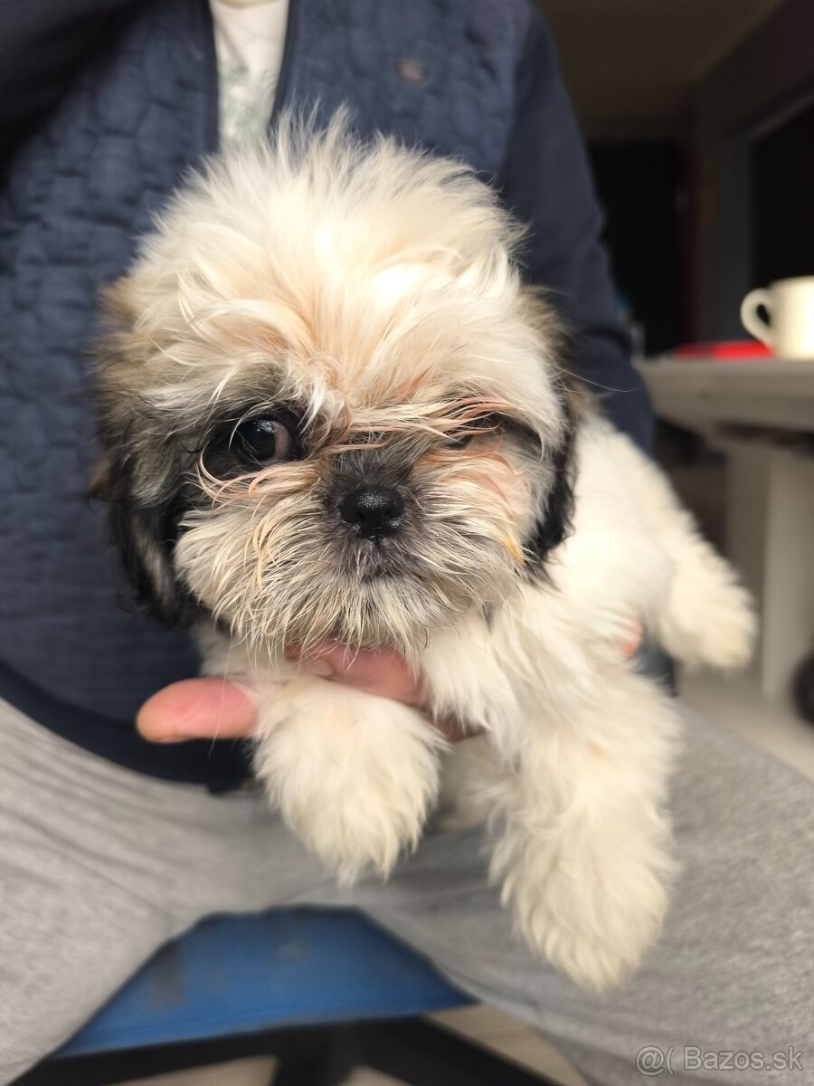 Fenka shi-tzu shih-tzu šicu ši-cu