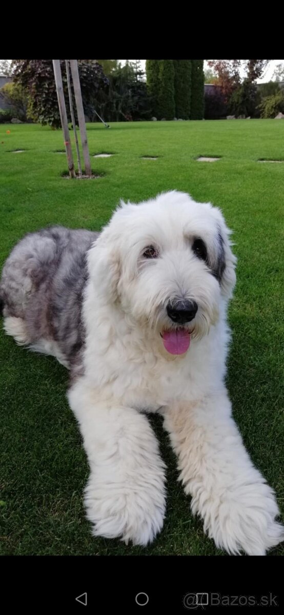 Bobtail-Old english sheepdog