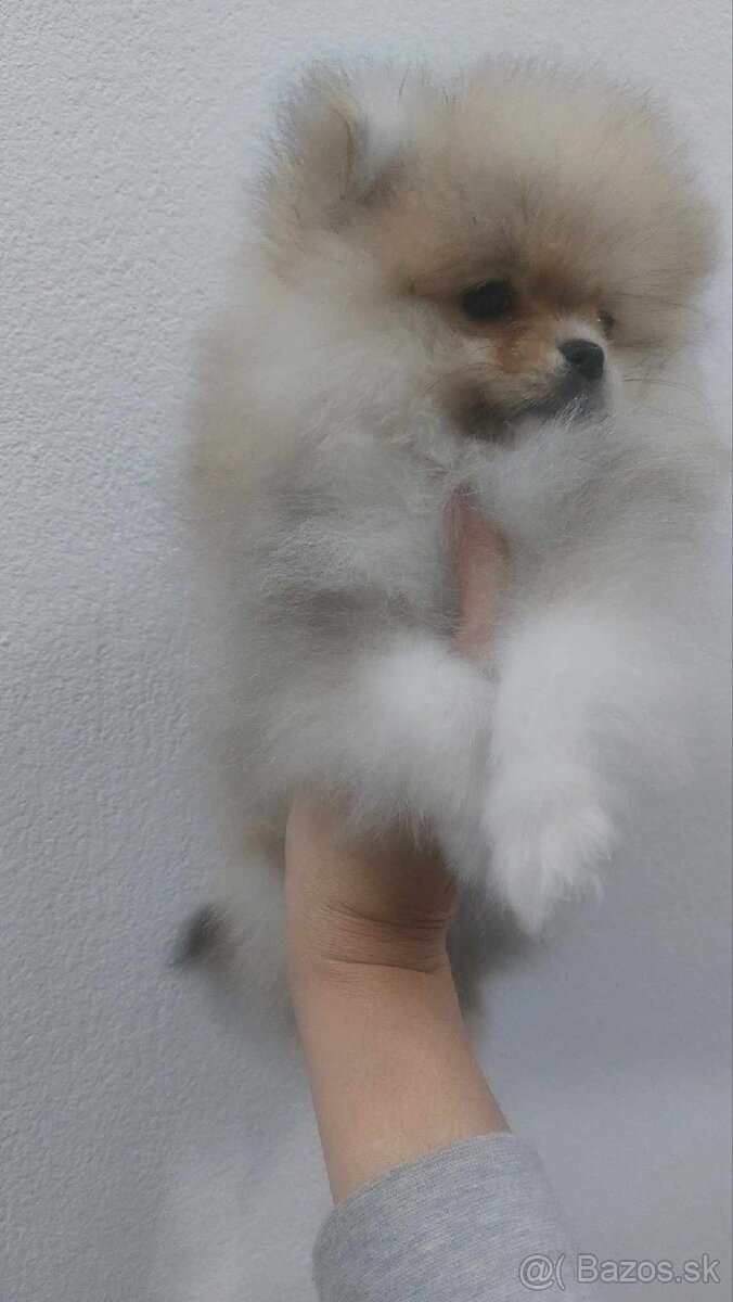 Pomeranian Luxusne miniatúrne šteniatka