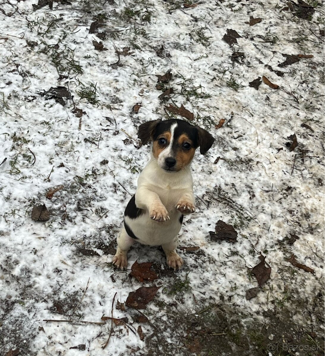 Jack russel terier