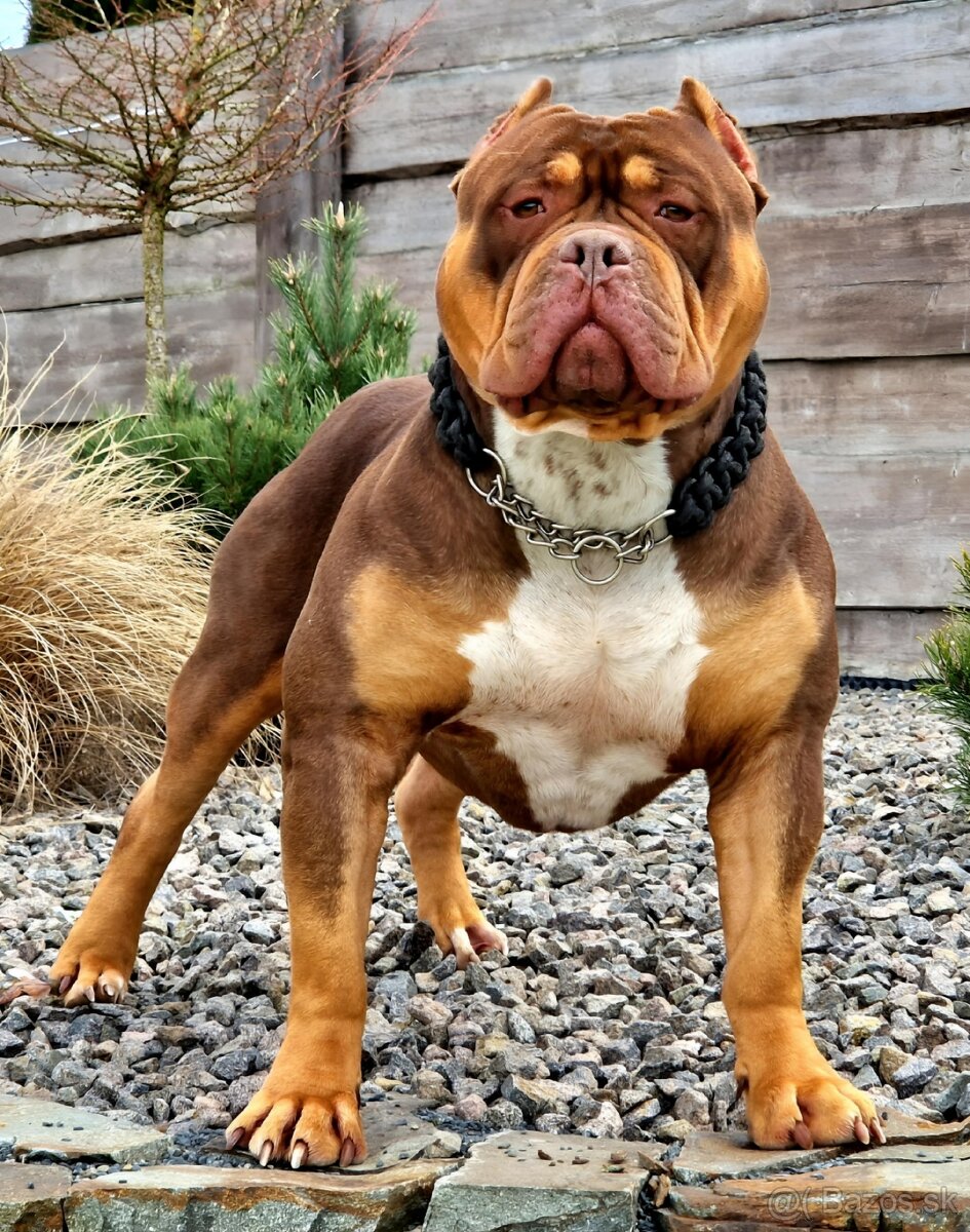 American bully xl