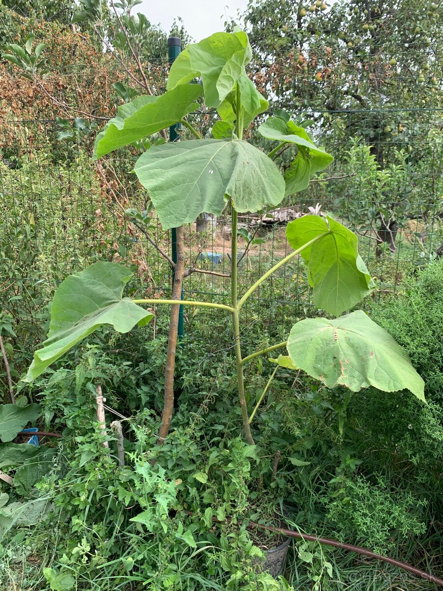 Paulownia