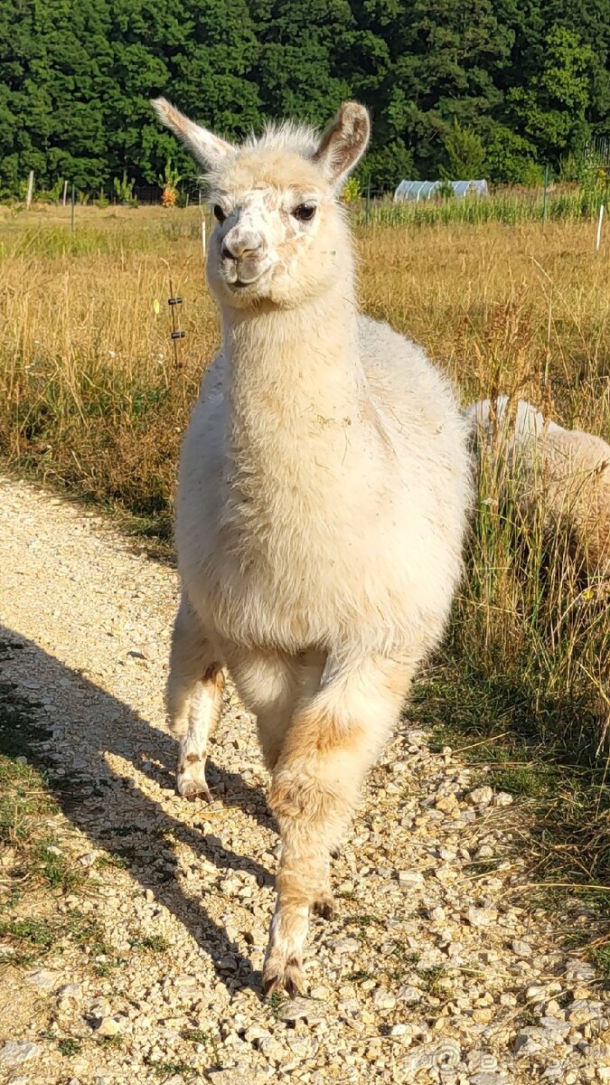 Predam samceka misti, krizenca lamy alpaky a lamy krotkej.