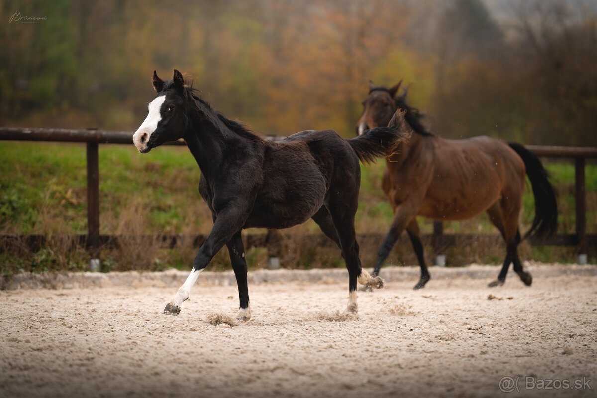 Roční American Quarter Horse black klisna, vnučka Gunnera