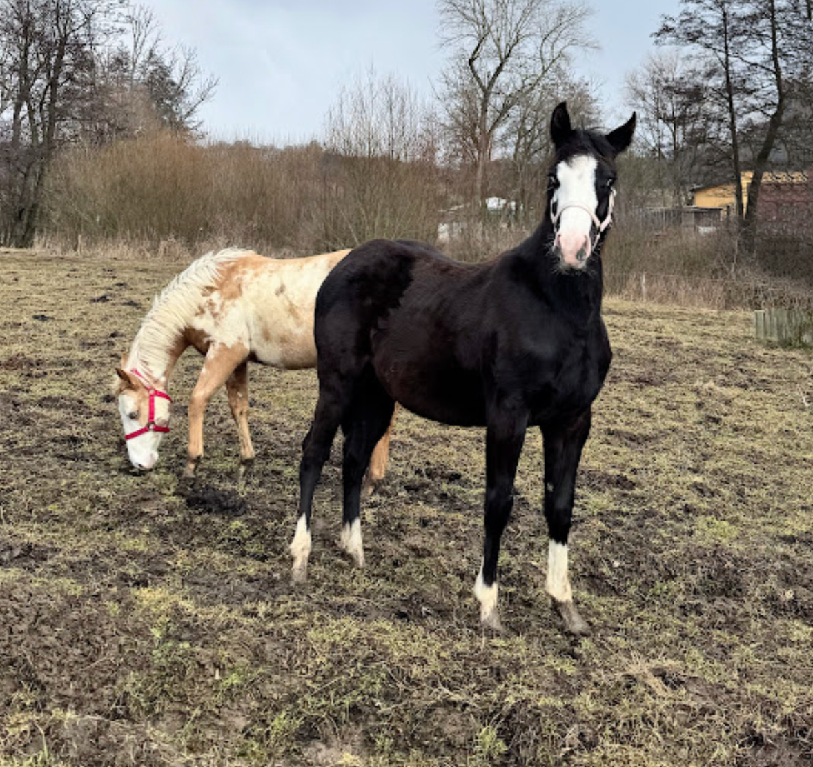 Roční American Quarter Horse black klisna, vnučka Gunnera