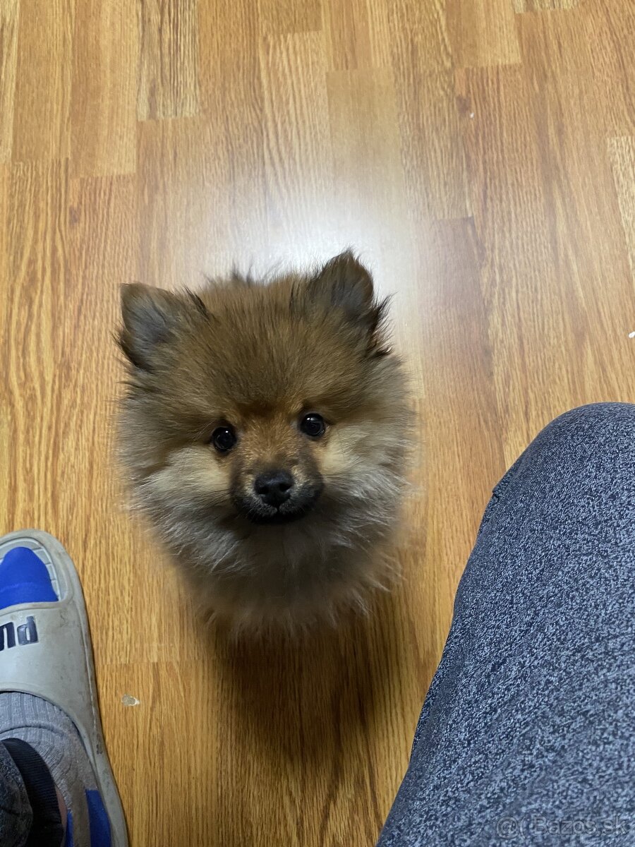 Pomeranian Jimmy