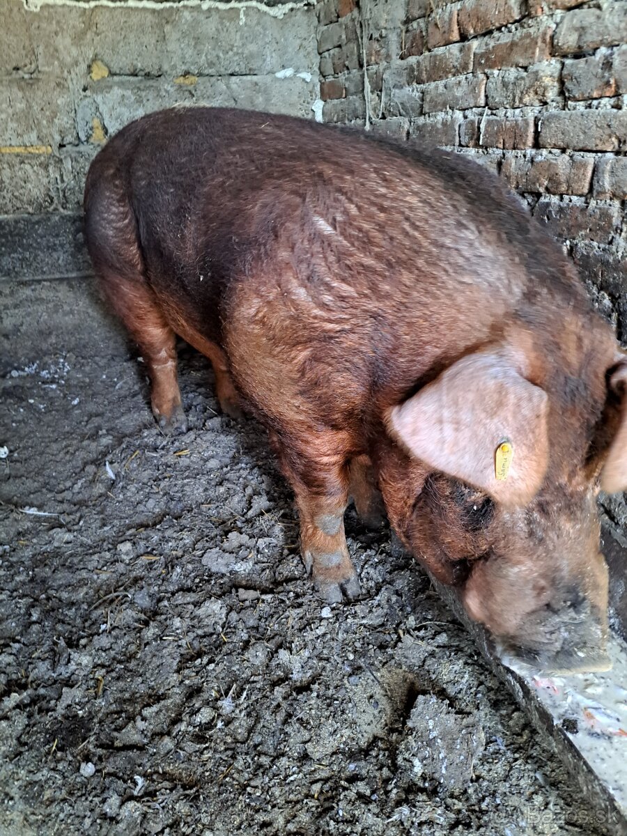 Duroc