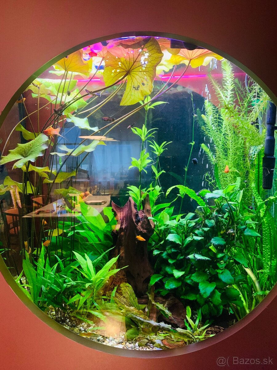 Akvarium