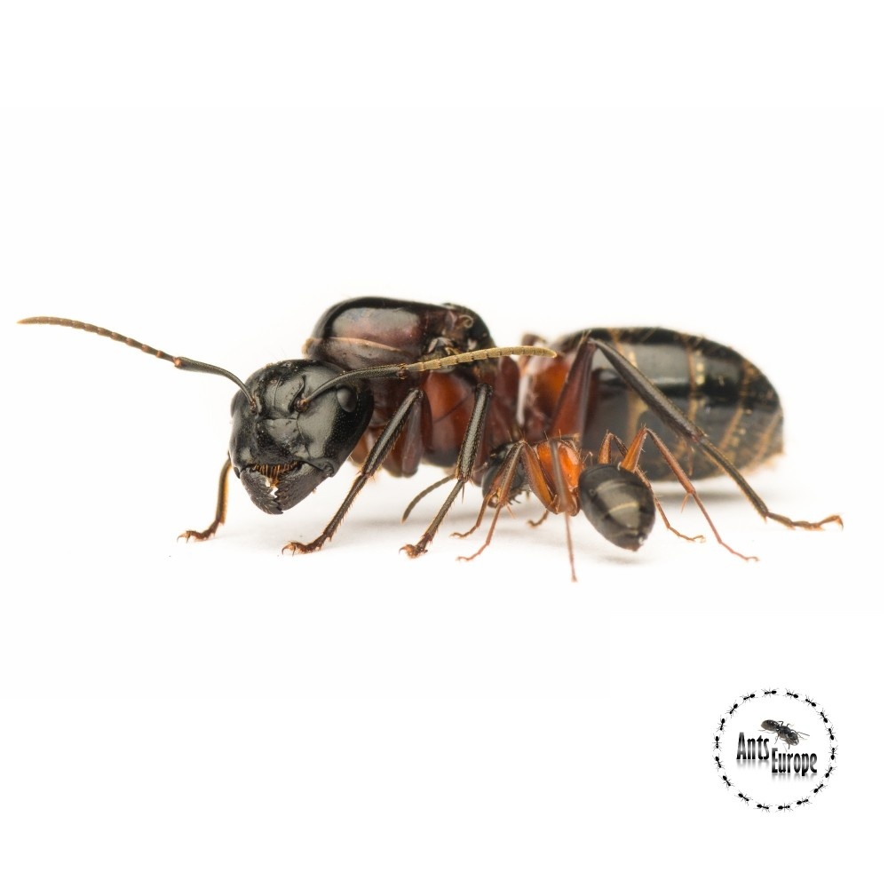 Camponotus ligniperda